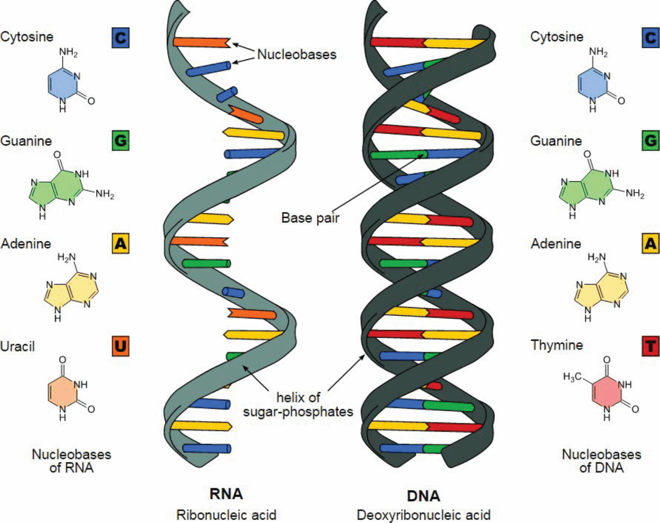 Genetic sequencing, next-generation sequencing, and the challenges and opportunities at hand 2 Wp Molecular Healthcare Difference Between Dna Rna