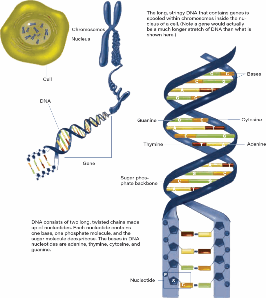 Genetic sequencing, next-generation sequencing, and the challenges and opportunities at hand 1 Wp Molecular Healthcare Dna Structure