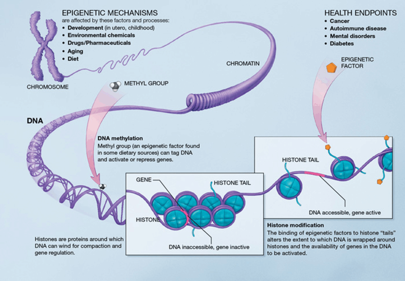 Genetic sequencing, next-generation sequencing, and the challenges and opportunities at hand 5 Wp Molecular Healthcare Epigenetic Mechanism