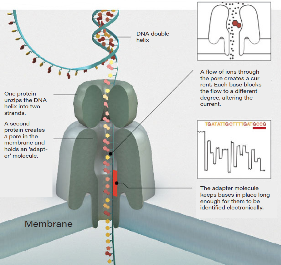 Genetic sequencing, next-generation sequencing, and the challenges and opportunities at hand 22 Wp Molecular Healthcare Nanopore