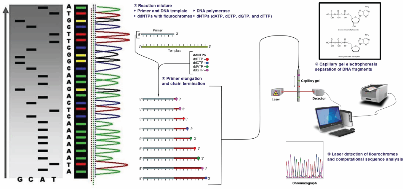 Genetic sequencing, next-generation sequencing, and the challenges and opportunities at hand 7 Wp Molecular Healthcare Sanger Sequencing