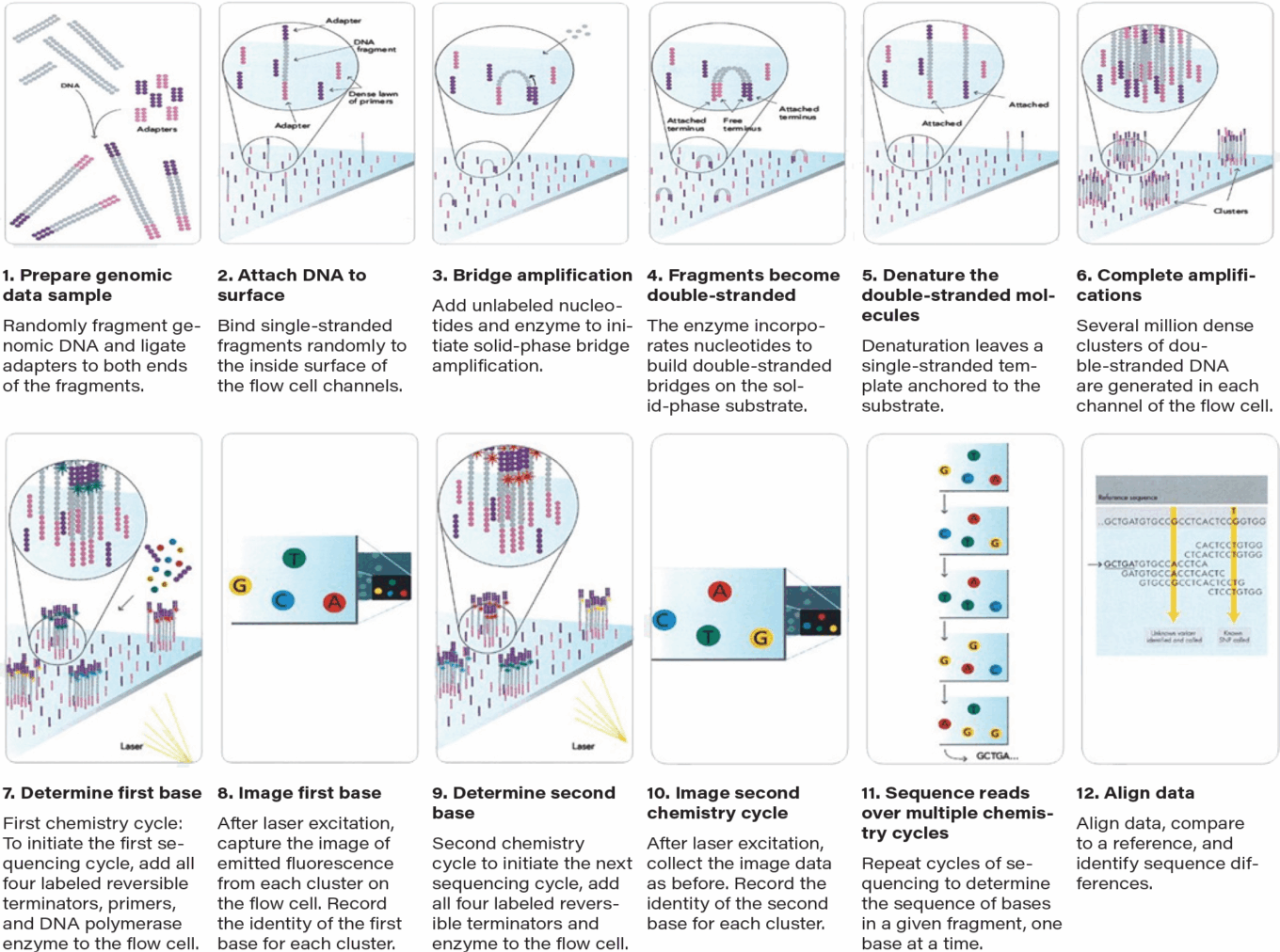Genetic sequencing, next-generation sequencing, and the challenges and opportunities at hand 13 Wp Molecular Healthcare Sequencing Synthesis Sbs