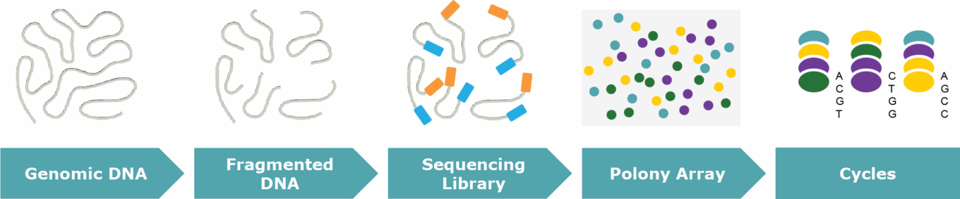Genetic sequencing, next-generation sequencing, and the challenges and opportunities at hand 8 Wp Molecular Healthcare Sequencing Workflow