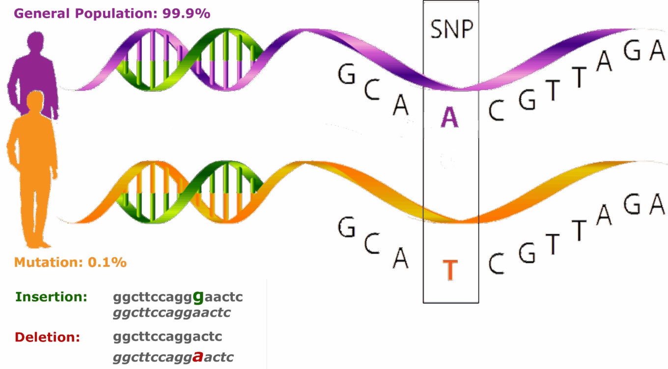 Genetic sequencing, next-generation sequencing, and the challenges and opportunities at hand 4 Wp Molecular Healthcare Single Nucleotide Polymorphism